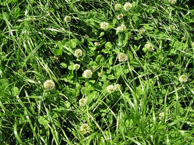 Twelve new varieties added to the Recommended Grass and Clover Lists - Vimarsana News