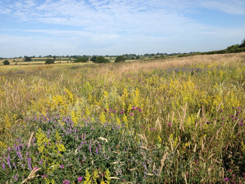 Study: Agri-environment schemes boost wildlife without damaging food production - Vimarsana News