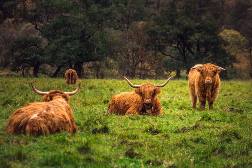 Demand for carbon audits by Scottish farmers sees major increase - Vimarsana News