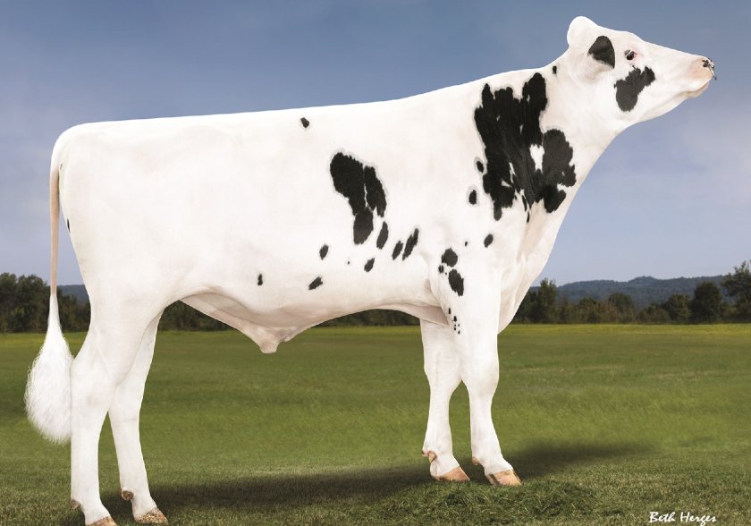 New daughter-proven sire brings improved enviro-credentials - Vimarsana News