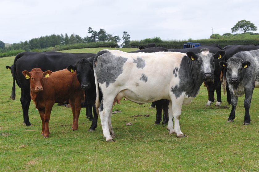 Livestock farm plans feed budget now to avoid winter fodder deficit - Vimarsana News
