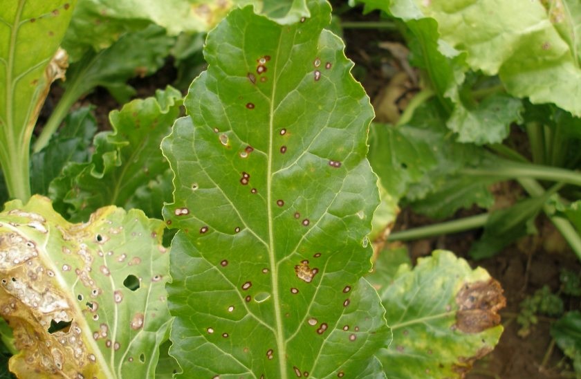 Caligula receives approval for disease control in sugar beet - Vimarsana News