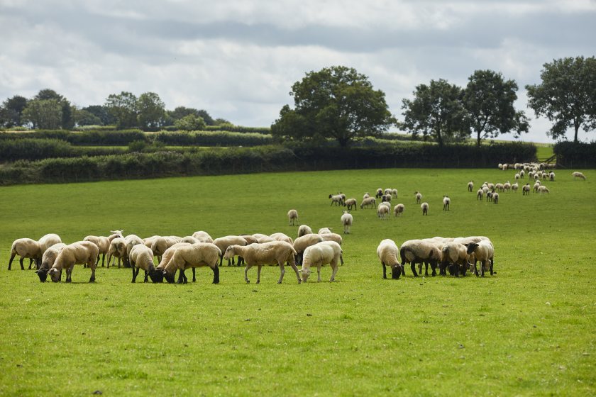 Pilgrim's UK launches lamb business to 'reinvent' market - Vimarsana News