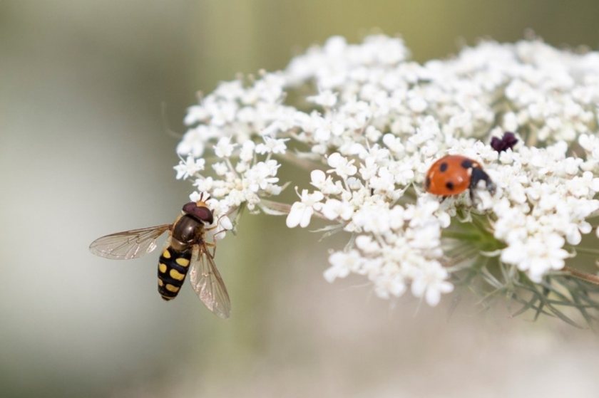 M&S launches on-farm sensor trial to boost pollinators - Vimarsana News