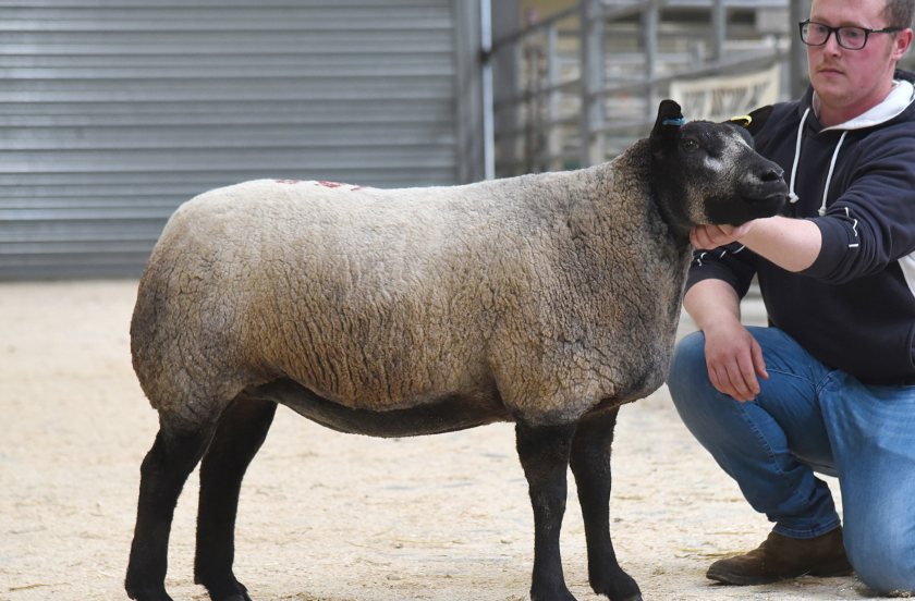 Female trade solid as Skipton stages successful Texel double-header - Vimarsana News