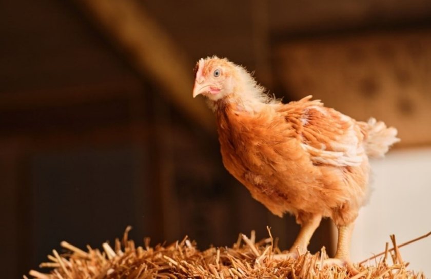 M&S becomes first retailer to sell only slower-reared fresh chicken - Vimarsana News