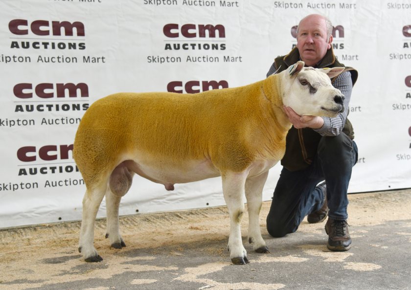 Longdin Wellingley flock shearling ram tops 7,000gns at annual sale - Vimarsana News