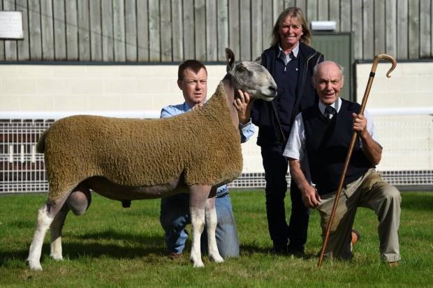 Bluefaced Leicester shearling sells for record 26,000 guineas at NSA sale - Vimarsana News