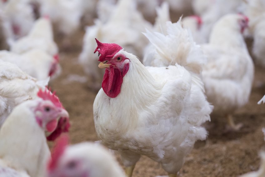 Swiss reject proposal to outlaw intensive livestock farms - Vimarsana News