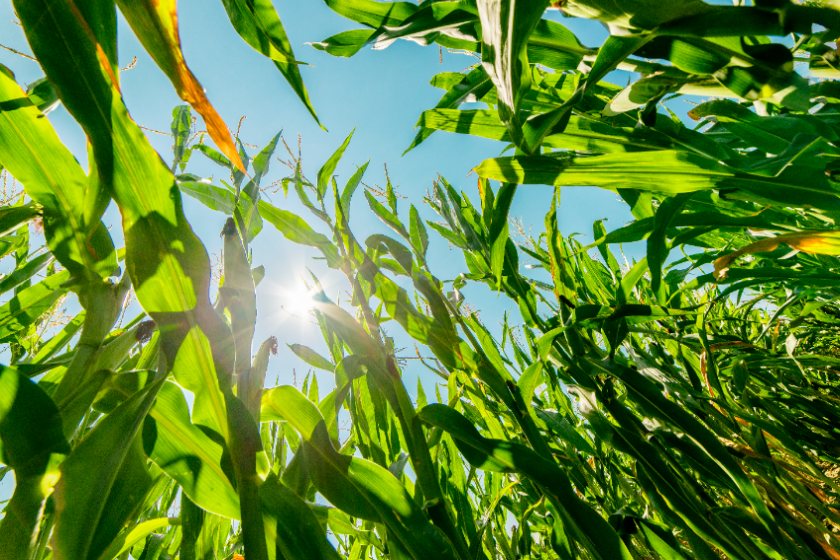 Post-maize grass funding near-doubled for south east farmers - Vimarsana News