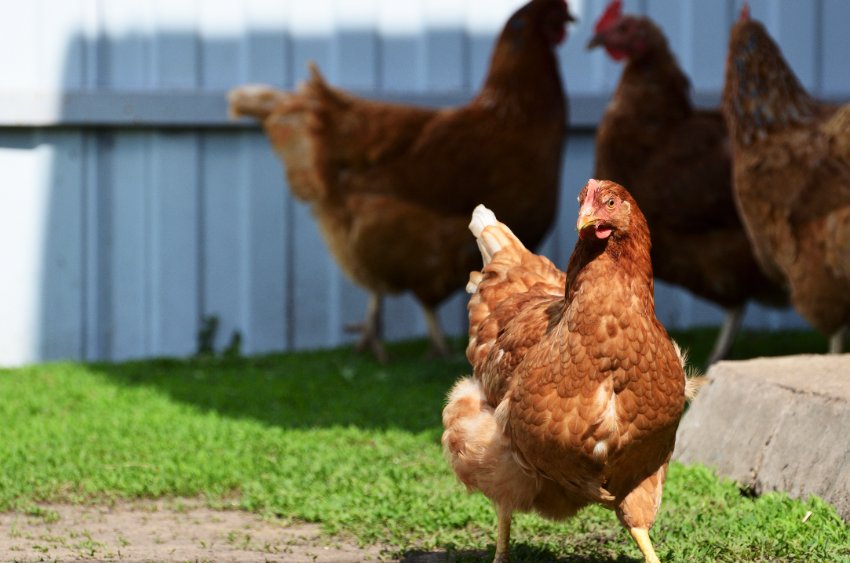 NI authorities confirm first case of bird flu since February - Vimarsana News
