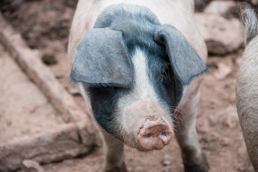 New Defra-funded project to develop automated pig welfare system - Vimarsana News