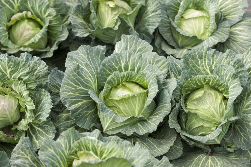AHDB agrees to transfer surplus levy funds to new horticultural body - Vimarsana News