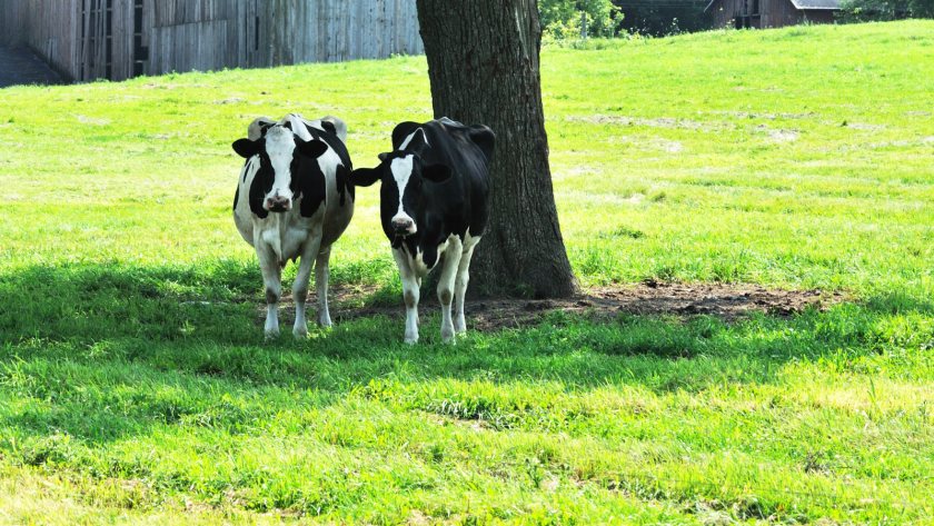 Dairy farms 'losing tens of thousands' due to heat stress - Vimarsana News