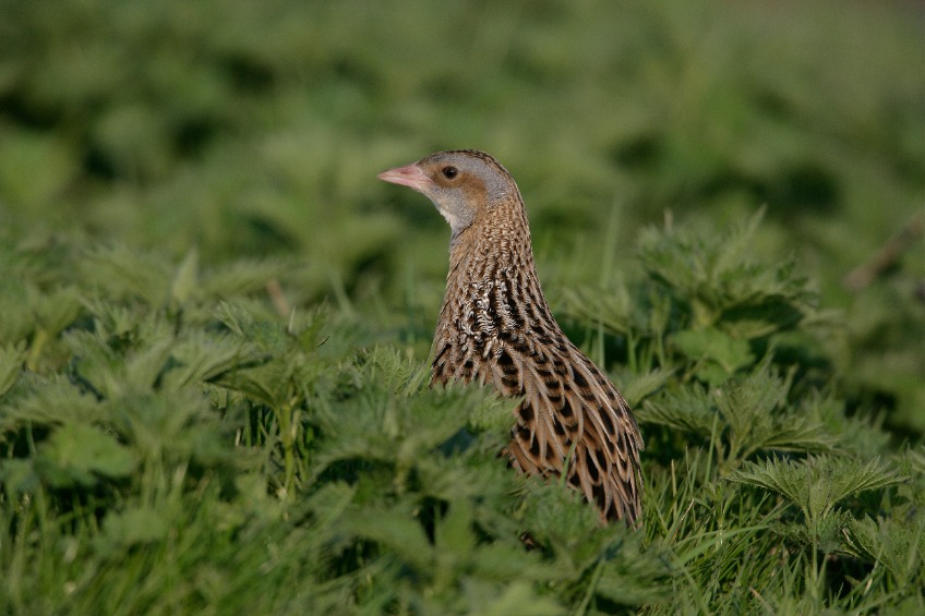 Skye farmers and crofters hailed for boosting corncrake numbers - Vimarsana News