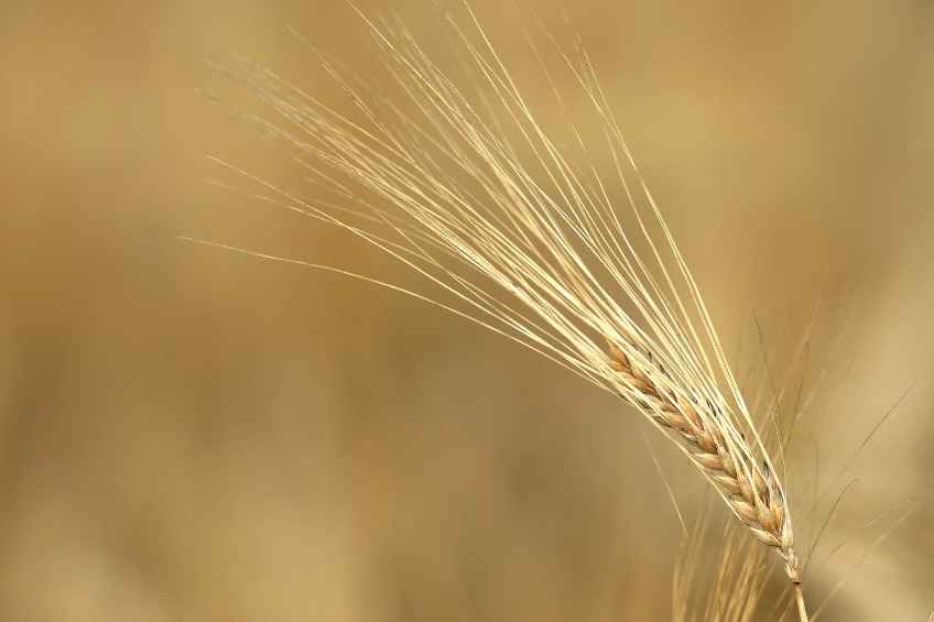 International Barley Centre opens to safeguard Scottish barley - Vimarsana News