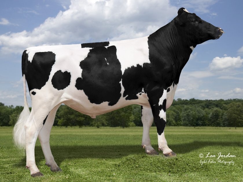 Bulls with UK milking daughters endorse earlier genomic figures - Vimarsana News
