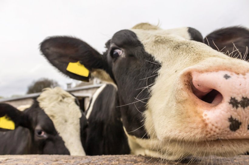 NI dairy farmers invited to antibiotic study tour in England - Vimarsana News