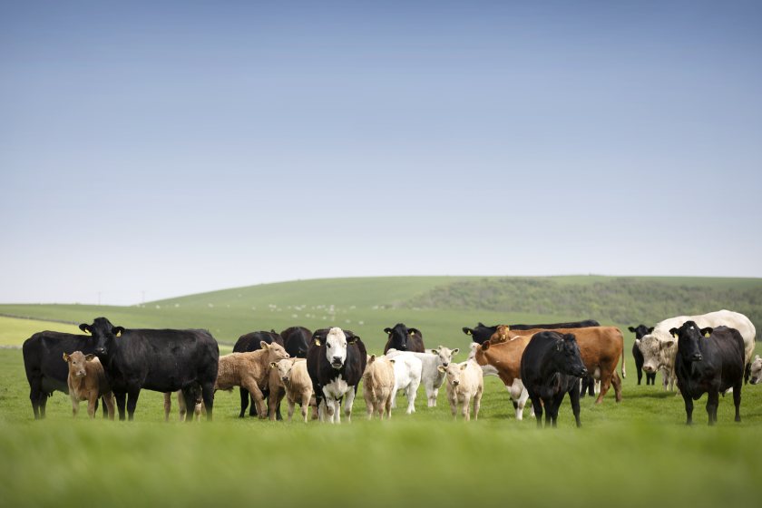 Toolkit launched to spread positivity about British red meat - Vimarsana News