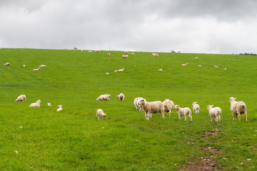 £964m allocated to Scottish agriculture and rural economy for 2023 - Vimarsana News