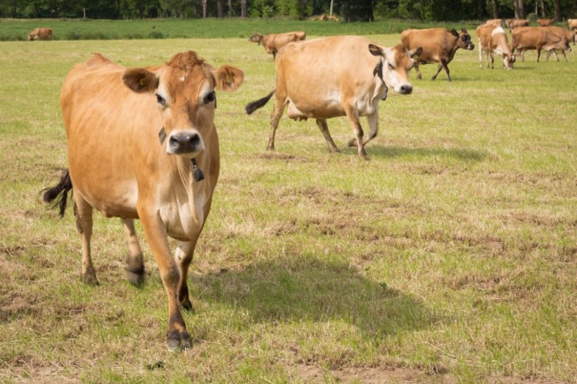 Jersey cattle did not die from notifiable disease, island govt says - Vimarsana News