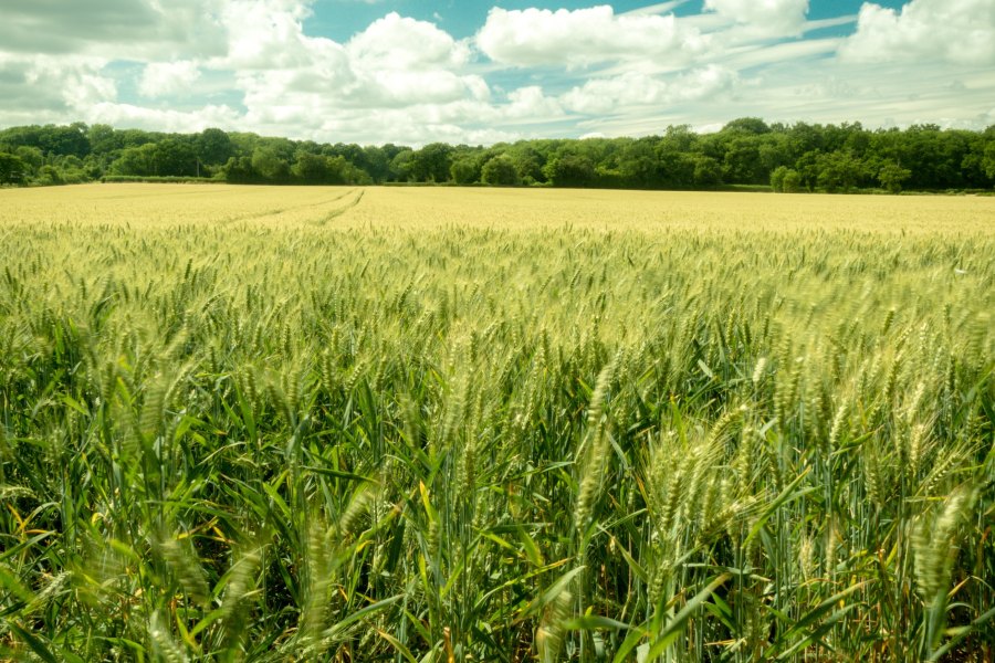 Milling industry's use of imported wheat 'not undercutting UK growers' - Vimarsana News