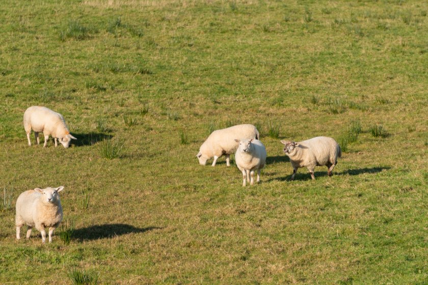 Defra launches initiative which funds on-farm veterinary visits - Vimarsana News