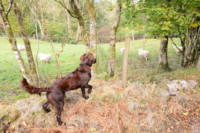 New survey to gain insight into cases of sheep worrying by dogs - Vimarsana News