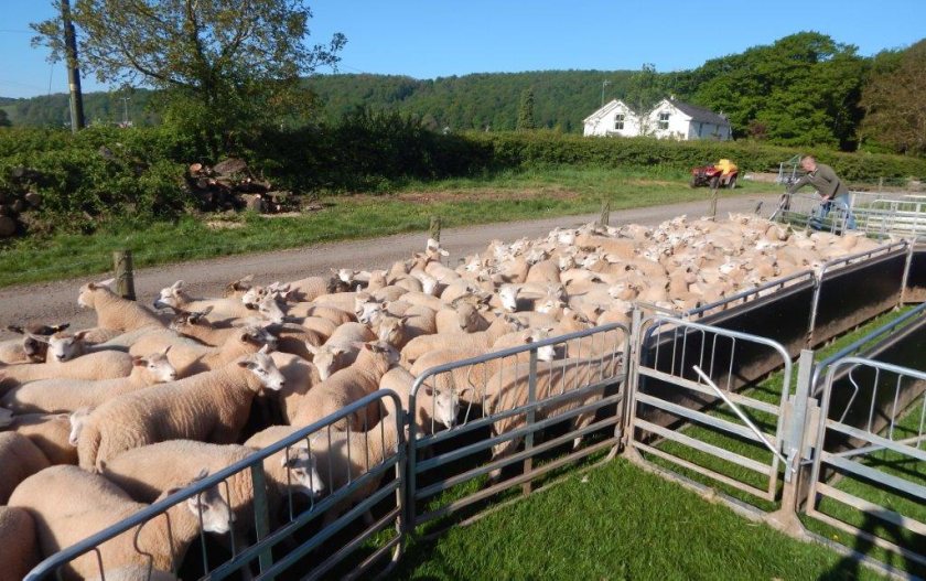 Nominations open to join RamCompare for 2023 breeding season - Vimarsana News