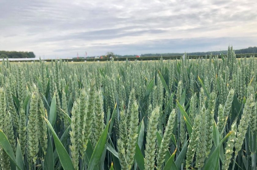Wynnstay establishes new crop demonstration site in Derbyshire - Vimarsana News
