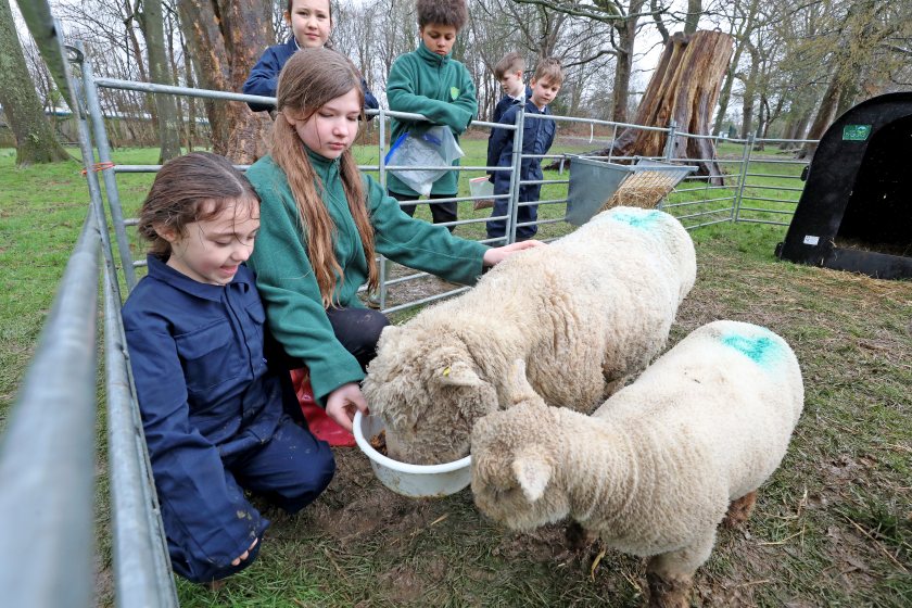 Nearly 4,000 pupils set to benefit from 'Loan a Lamb' scheme - Vimarsana News