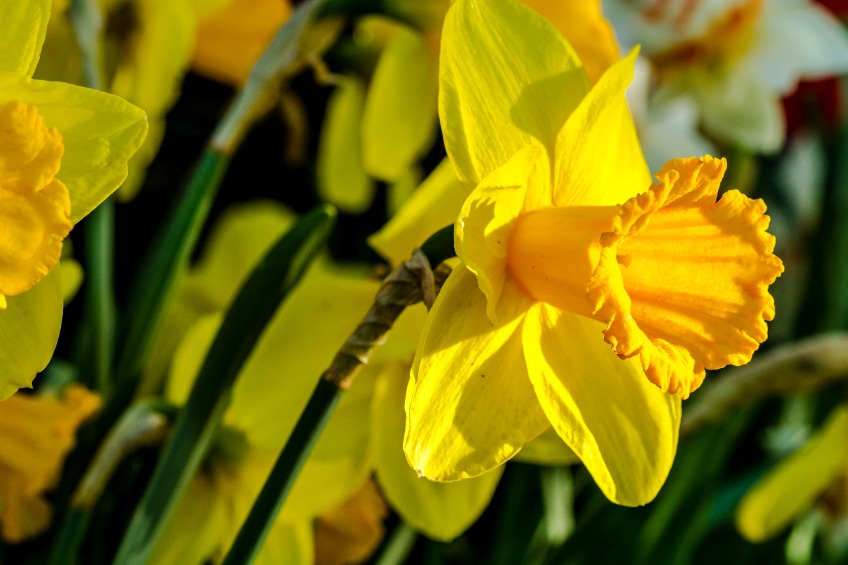 World's largest daffodil grower becomes LEAF Demonstration Farm - Vimarsana News