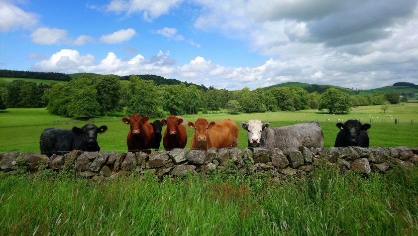 Scottish farmers and crofters sought for tree planting network - Vimarsana News
