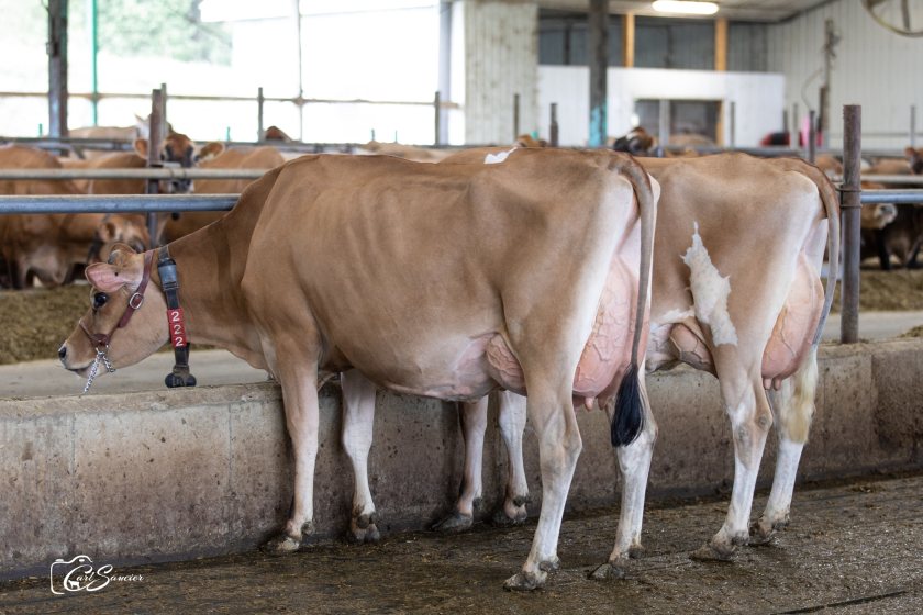 Three new number one bulls amongst non-Holstein breeds - Vimarsana News