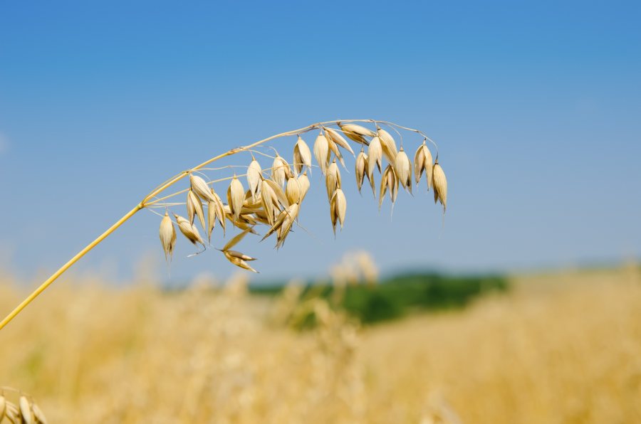 Quaker oat growers to be offered LEAF Marque certification - Vimarsana News