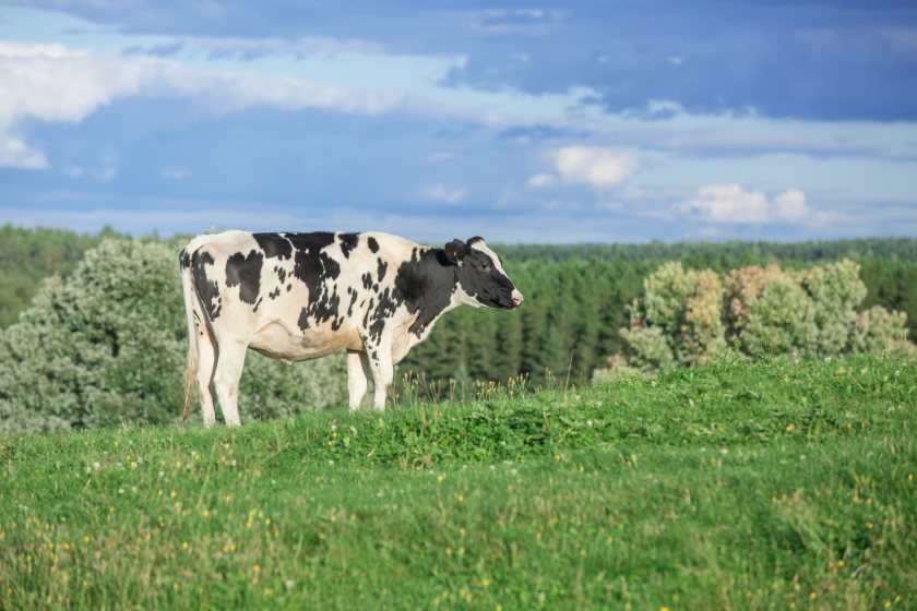 Welsh young farmers urged to apply for £3k travel scholarship - Vimarsana News