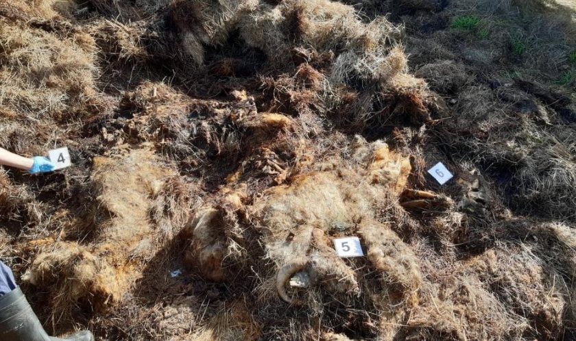 Oxfordshire farmer pleads guilty to 13 animal welfare charges - Vimarsana News