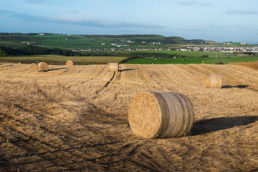 NI farmers urged to apply now for single applications or risk penalties - Vimarsana News