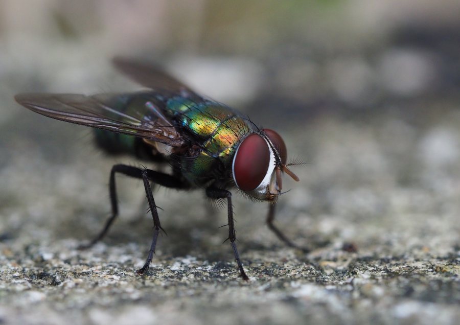 Blowfly strike could cost over £200 for every lamb lost, experts warn - Vimarsana News