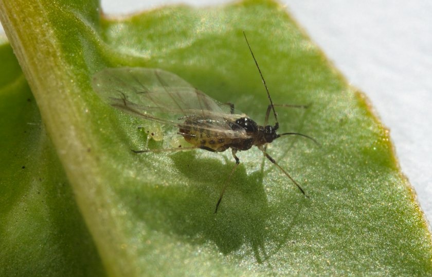 Peach potato aphids reported in traps across sugar beet growing area - Vimarsana News