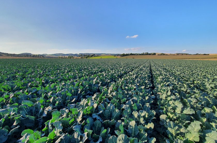 Two of Scotland's longest established grower organisations merge - Vimarsana News