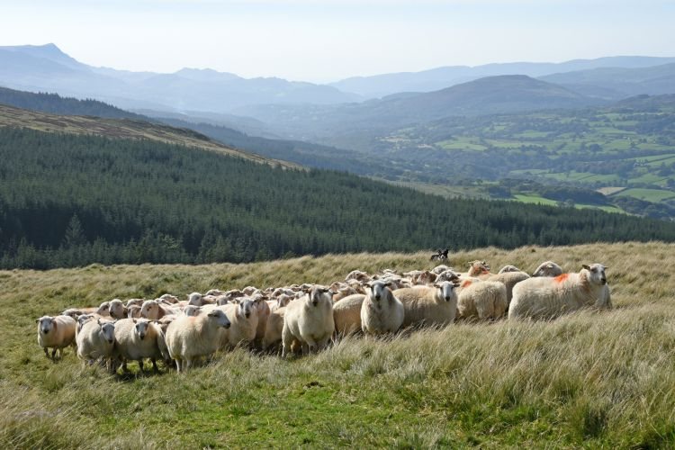 Genomic advantage puts Wales at forefront for sheep breeding info - Vimarsana News