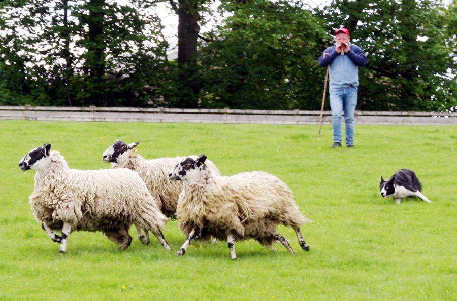 Welsh handler sells three-year-old working sheep dog for £14.7k - Vimarsana News