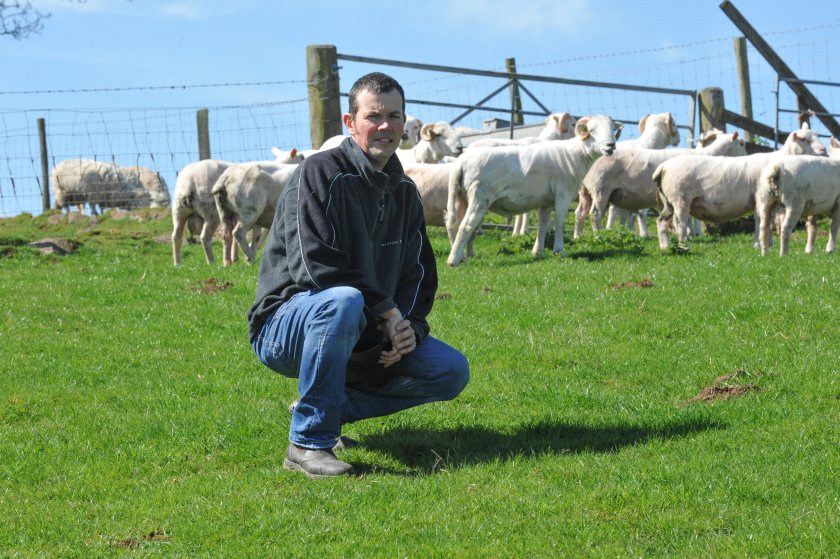 Performance recording accelerating genetic progress and output in Welsh hill flock - Vimarsana News