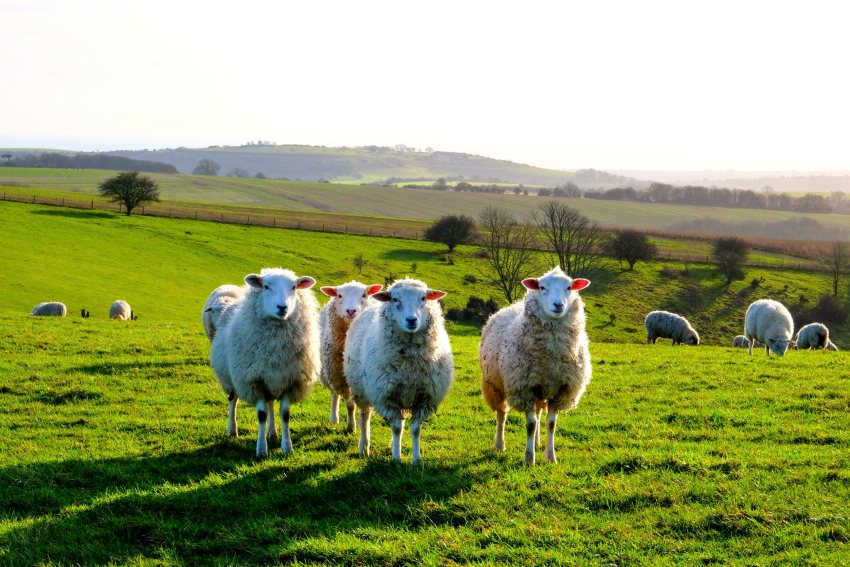 Defra opens door for farm buyers to claim delinked payments - Vimarsana News