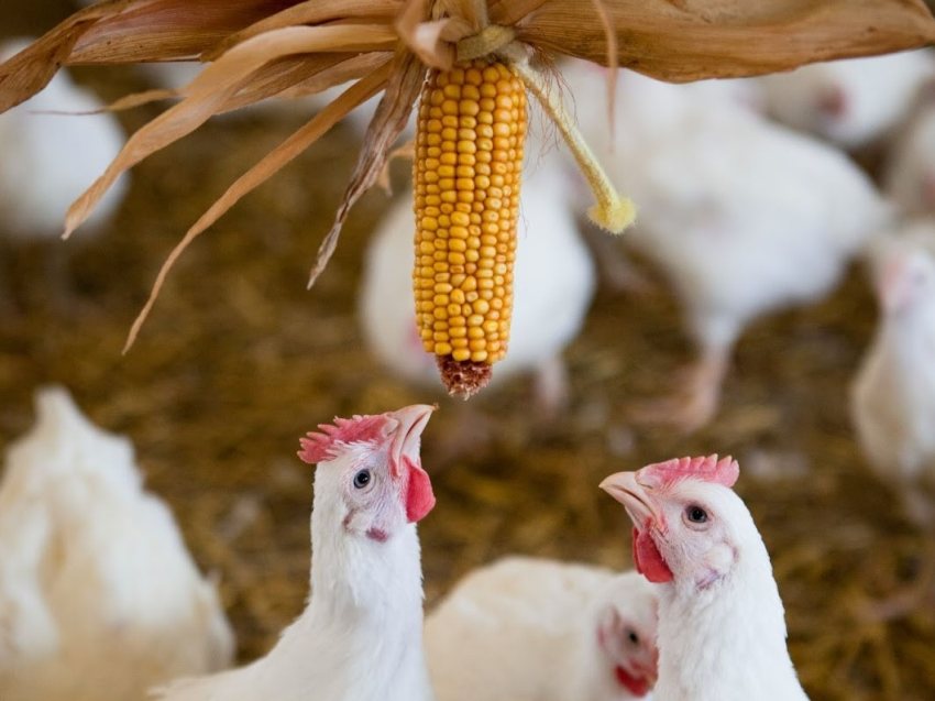 Campaigners urge public to lobby retailers to boost poultry welfare - Vimarsana News