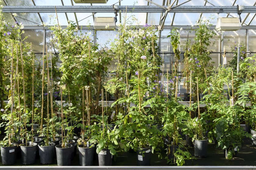 UK scientists use molecular priming tech to curb climate impacts on crops - Vimarsana News
