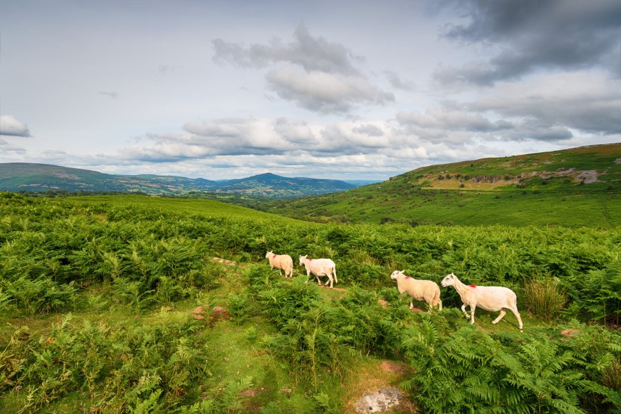 Scottish farm leaders call for 'urgent approval' of bracken herbicide - Vimarsana News