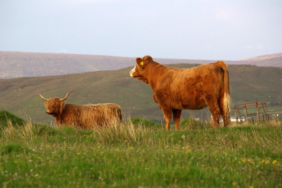 UK's livestock sector must speed up innovation to hit net zero, report says - Vimarsana News