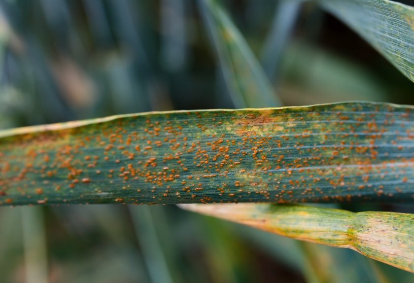 Call for wheat brown rust samples as population shift suspected - Vimarsana News